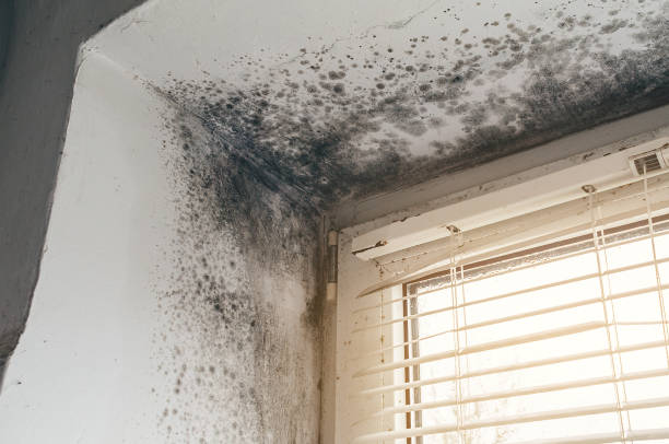 Mold Removal service in Sparta